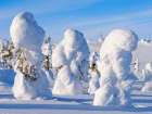 Boreal Forest or Taiga with spruce trees in winter. Riisitunturi NP in Lapland near Posio, Finland. Art Print